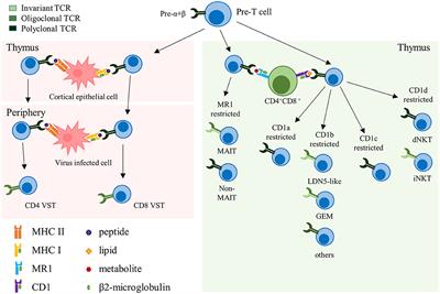 Off-the-Shelf Allogeneic T Cell Therapies for Cancer: Opportunities and Challenges Using Naturally Occurring “Universal” Donor T Cells